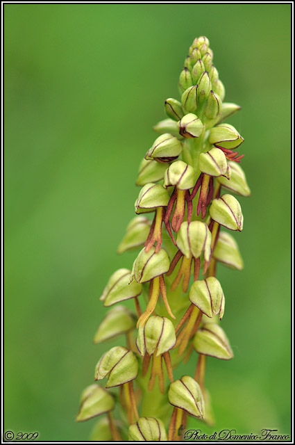 Carrellata di orchidee madonite