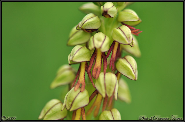 Carrellata di orchidee madonite