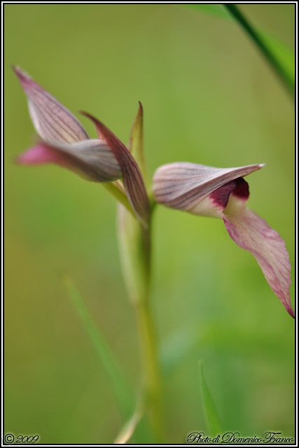 Carrellata di orchidee madonite