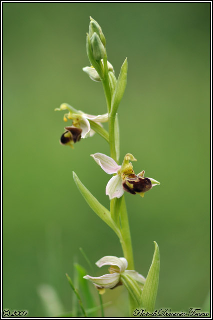 Carrellata di orchidee madonite