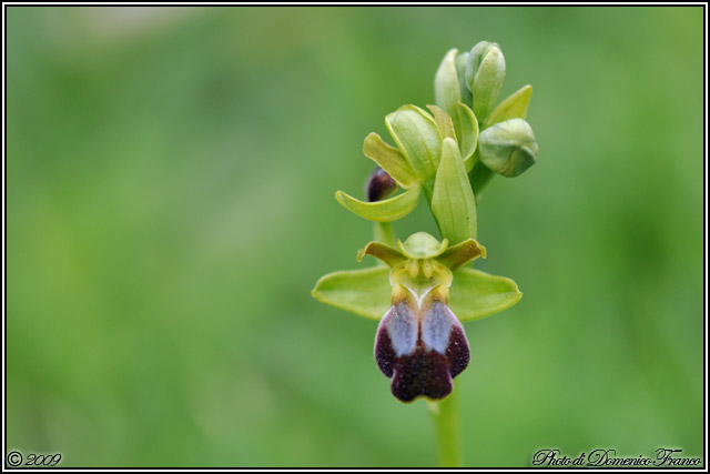 Carrellata di orchidee madonite