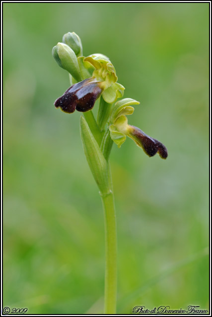 Carrellata di orchidee madonite