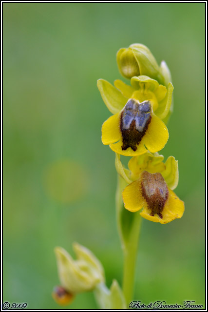 Carrellata di orchidee madonite