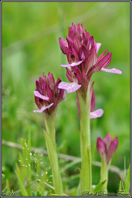 Carrellata di orchidee madonite