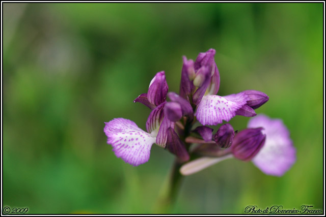 Carrellata di orchidee madonite