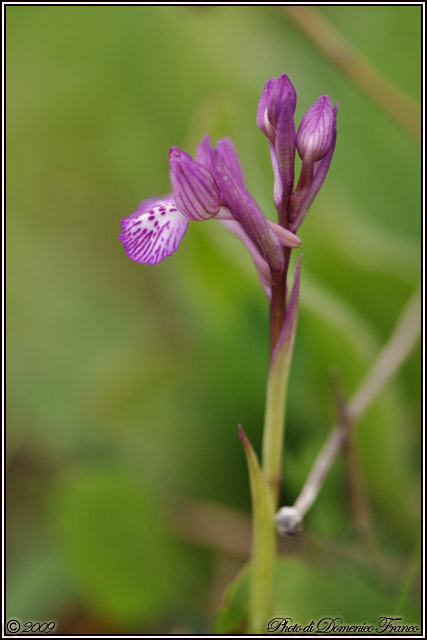 Carrellata di orchidee madonite