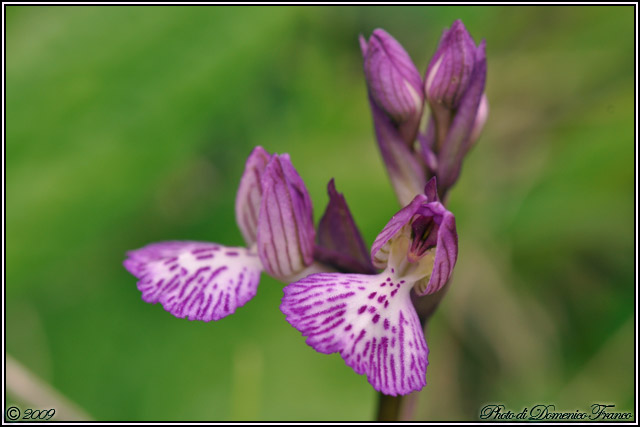 Carrellata di orchidee madonite