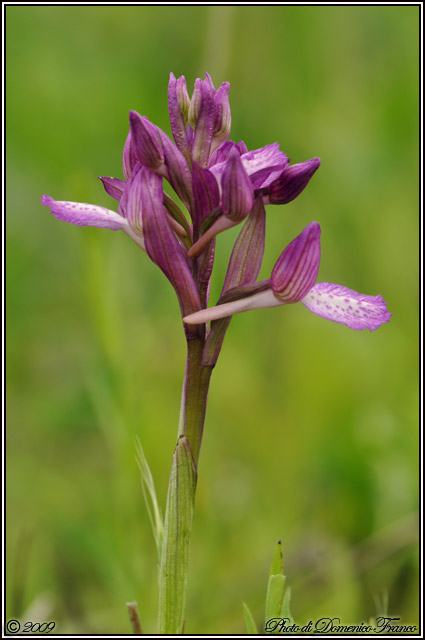 Carrellata di orchidee madonite