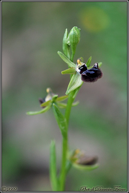 Orchidee del Monte Genuardo (Sicilia centro-occidentale)