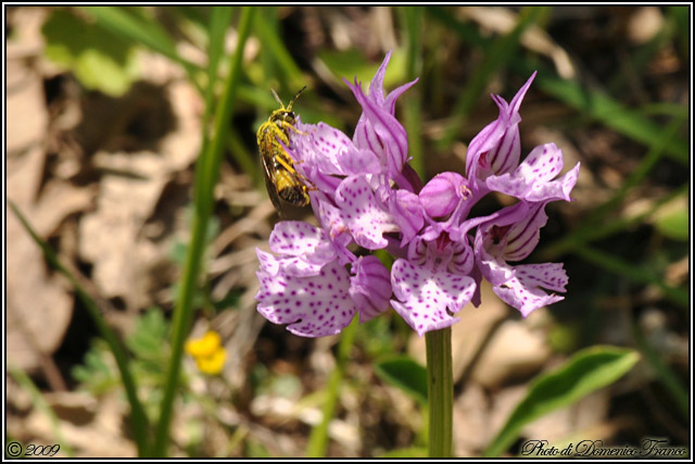 Orchidee del Monte Genuardo (Sicilia centro-occidentale)