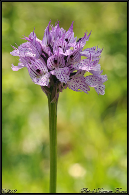 Orchidee del Monte Genuardo (Sicilia centro-occidentale)