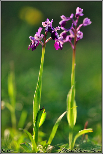 Anacamptis longicornu