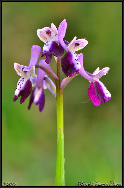 Anacamptis longicornu