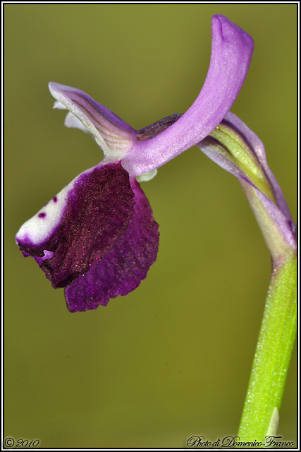 Anacamptis longicornu