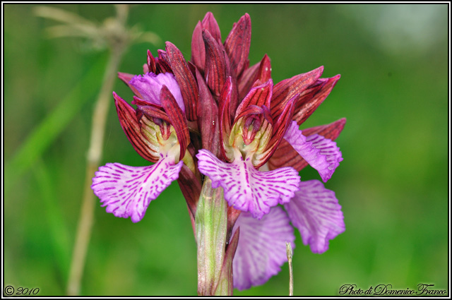 Anacamptis papilionacea / Orchidea farfalla