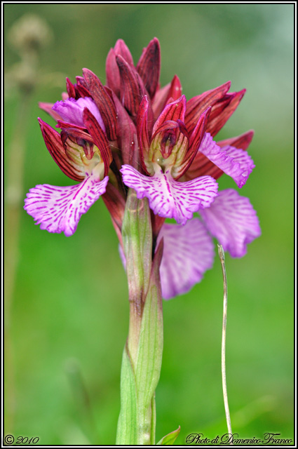 Anacamptis papilionacea / Orchidea farfalla