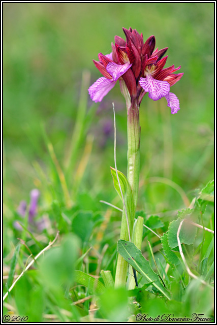 Anacamptis papilionacea / Orchidea farfalla