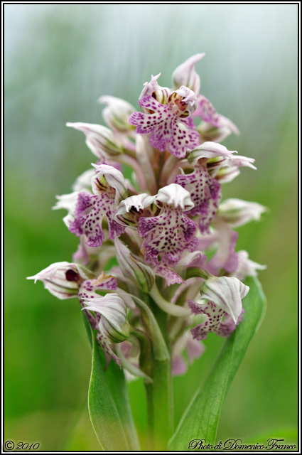 Neotinea lactea