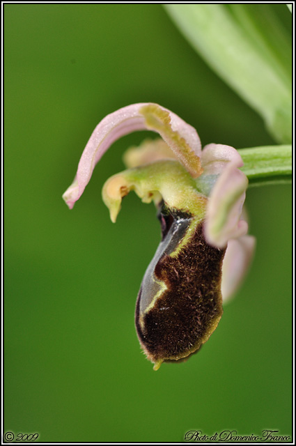 Ophrys exaltata subsp. exaltata???