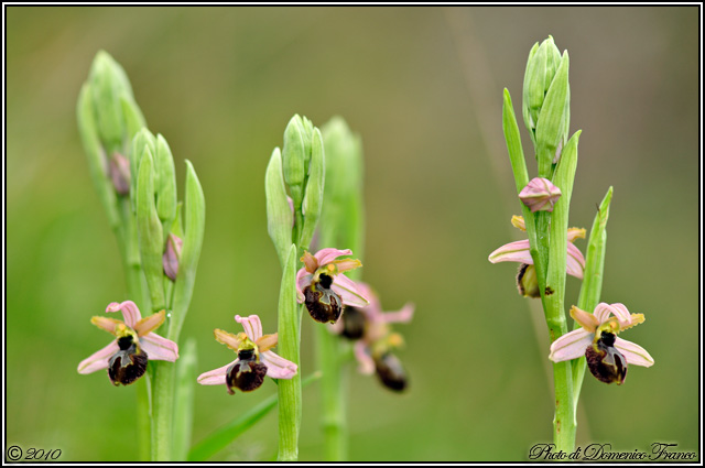 Ophrys exaltata subsp. exaltata???