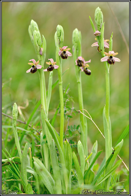 Ophrys exaltata subsp. exaltata???