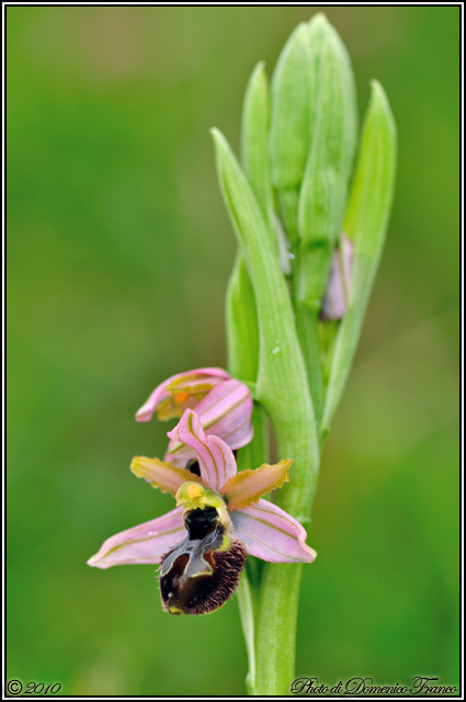 Ophrys exaltata subsp. exaltata???