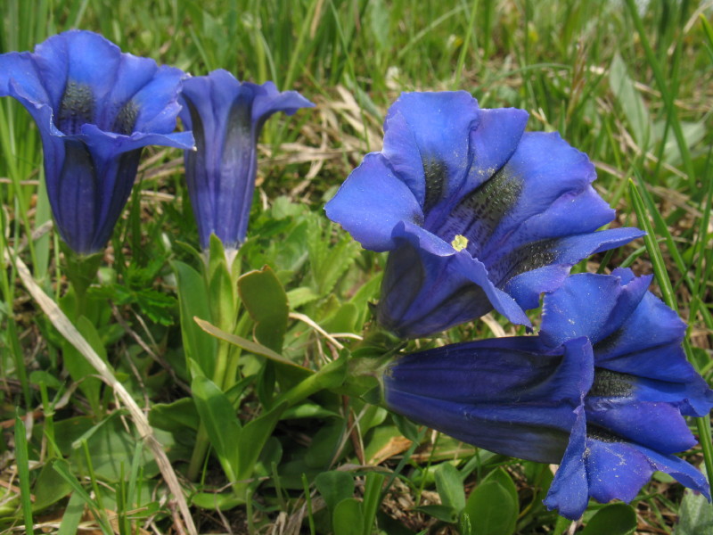 Gentiana acaulis (=	Gentiana kochiana)