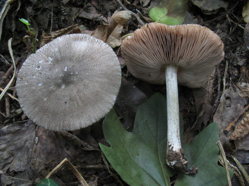 Pluteus (cfr. Pluteus ephebeus)