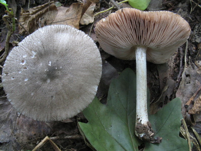 Pluteus (cfr. Pluteus ephebeus)