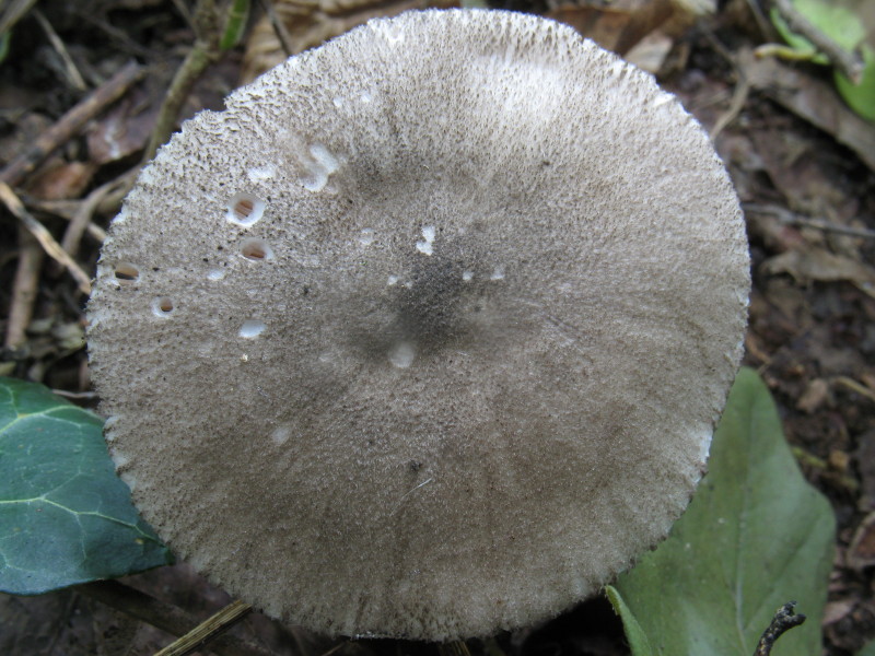 Pluteus (cfr. Pluteus ephebeus)