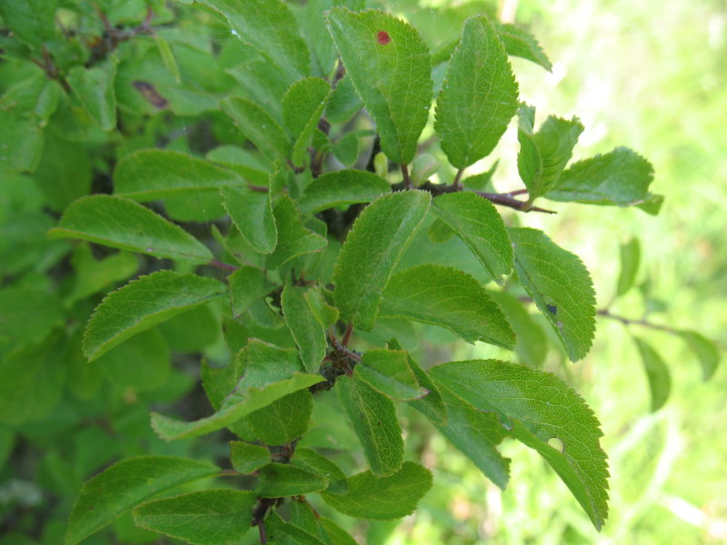 Prunus spinosa