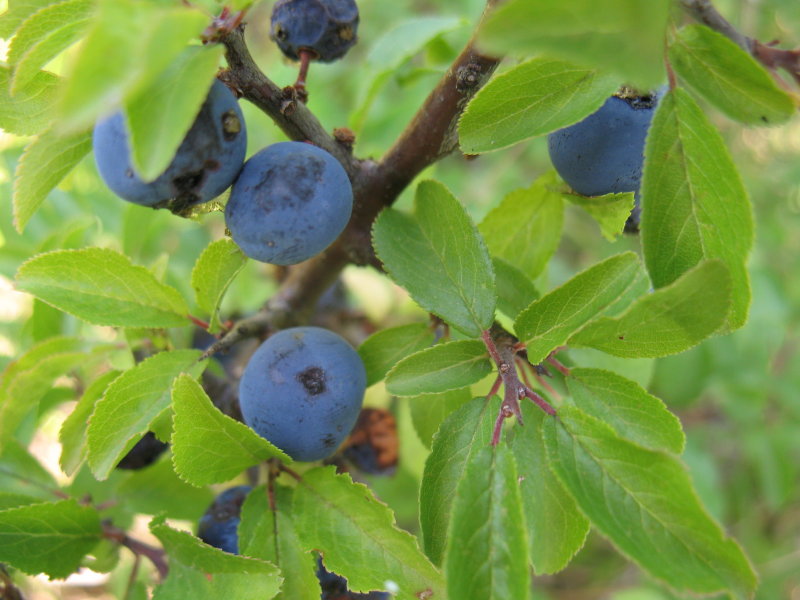 Prunus spinosa