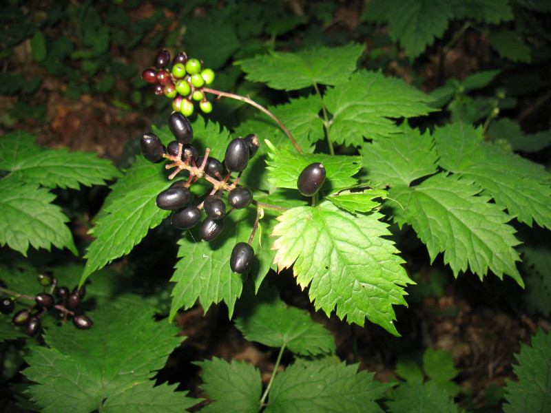 Actaea spicata / Barba di capra