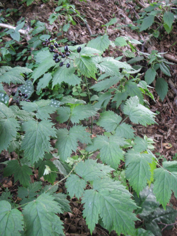 Actaea spicata / Barba di capra