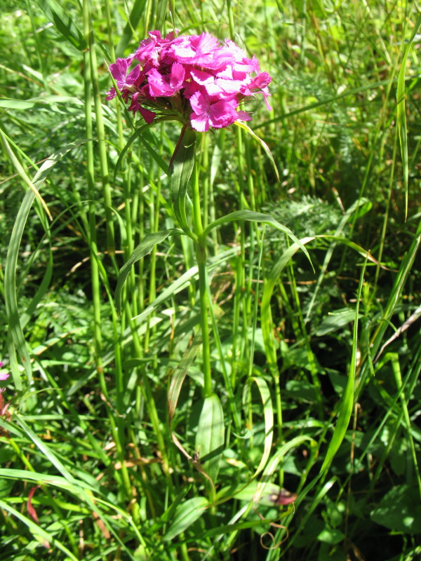 Dianthus barbatus / Garofano barbato