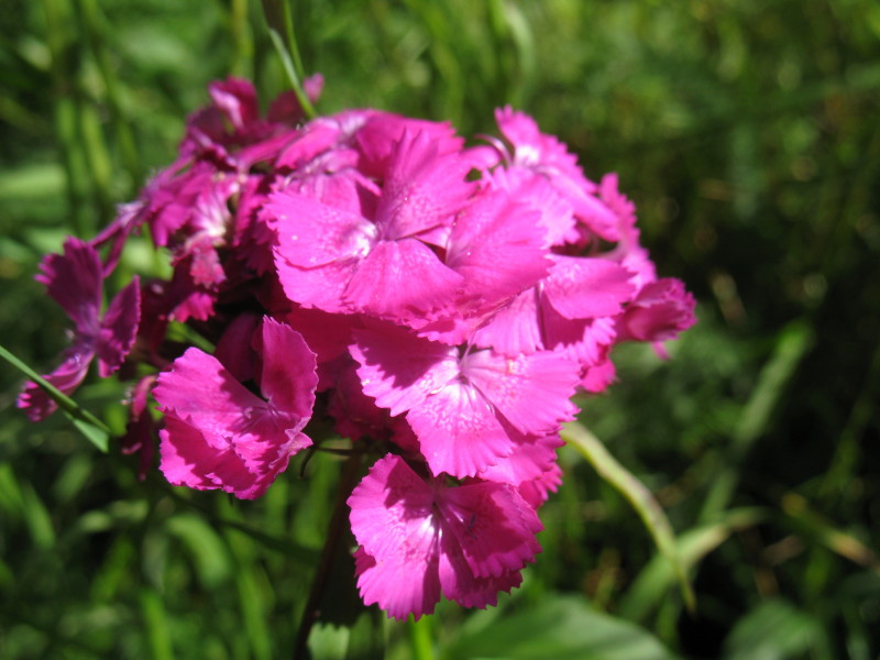 Dianthus barbatus / Garofano barbato