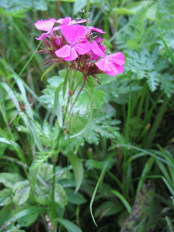 Dianthus barbatus / Garofano barbato