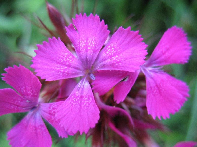 Dianthus barbatus / Garofano barbato