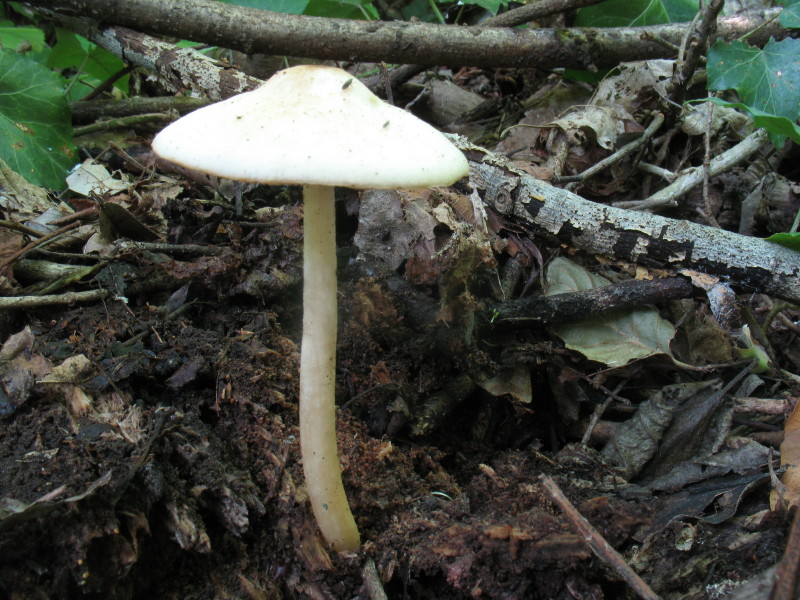 Pluteus da determinare (cfr. Pluteus petasatus)