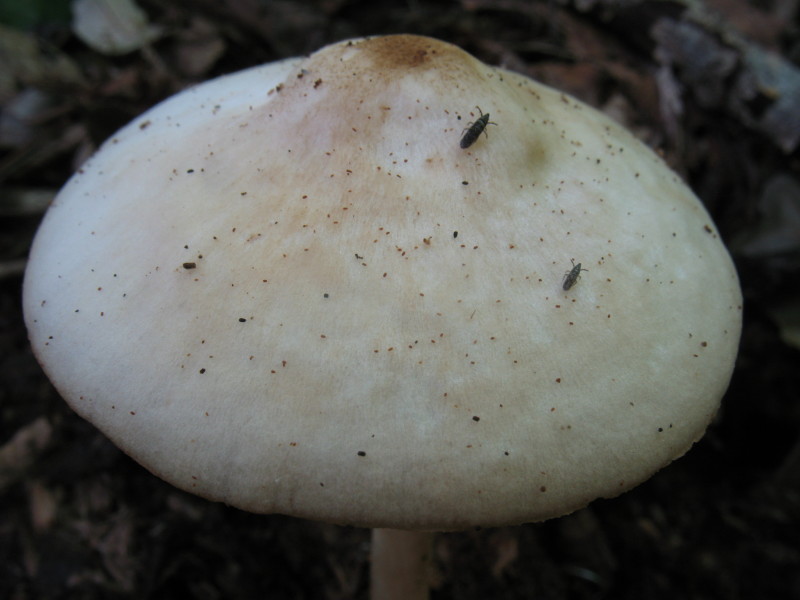 Pluteus da determinare (cfr. Pluteus petasatus)