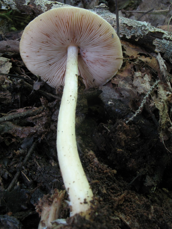 Pluteus da determinare (cfr. Pluteus petasatus)