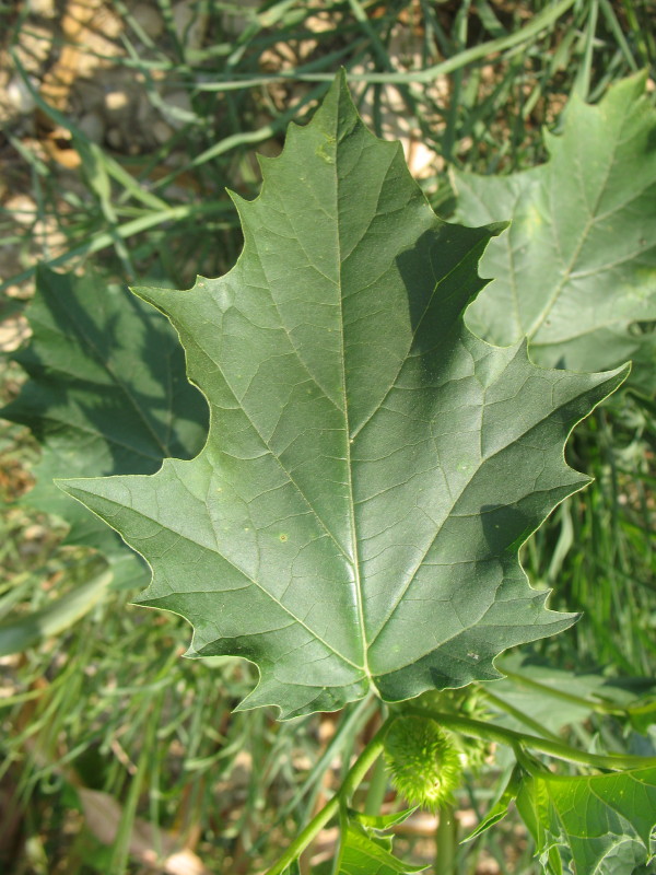 Pianta dal frutto spinoso - Datura stramonium