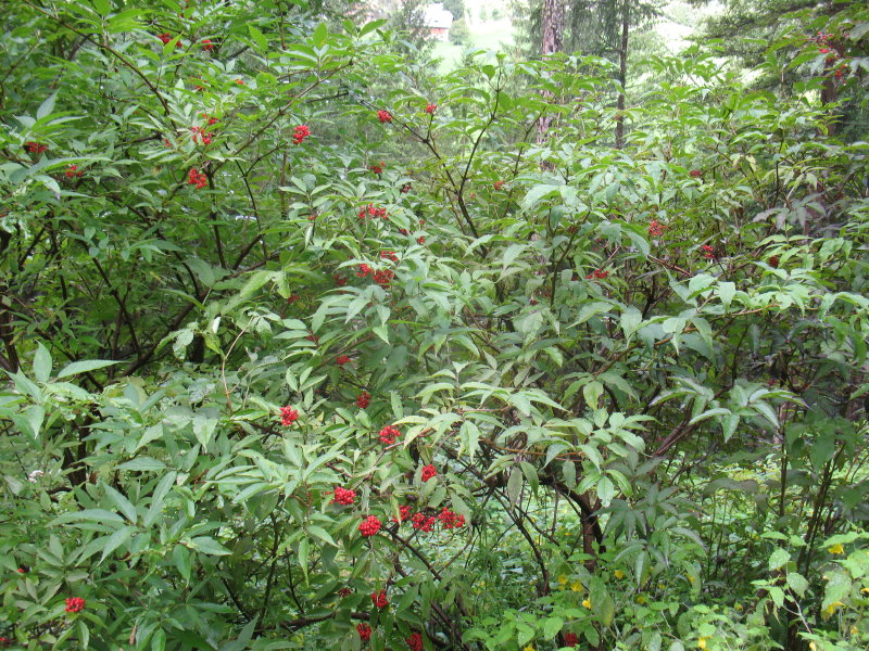 Sambucus racemosa