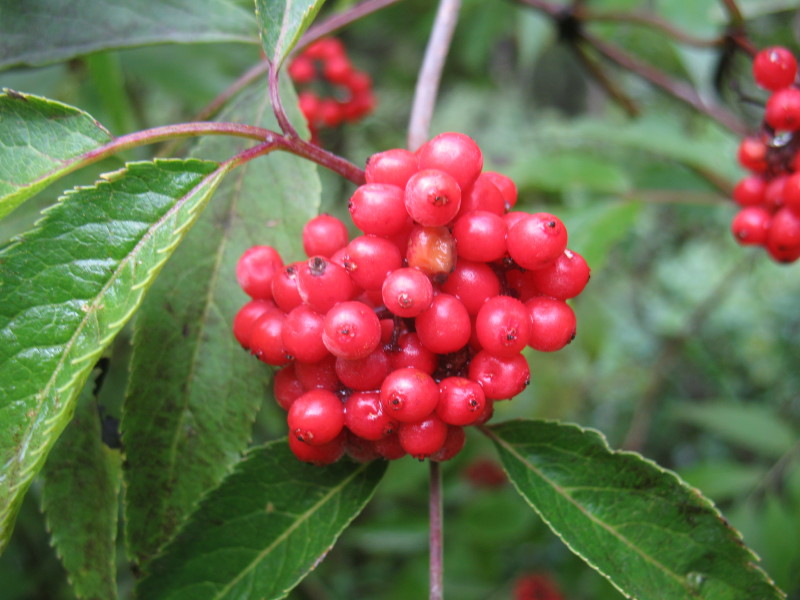 Sambucus racemosa