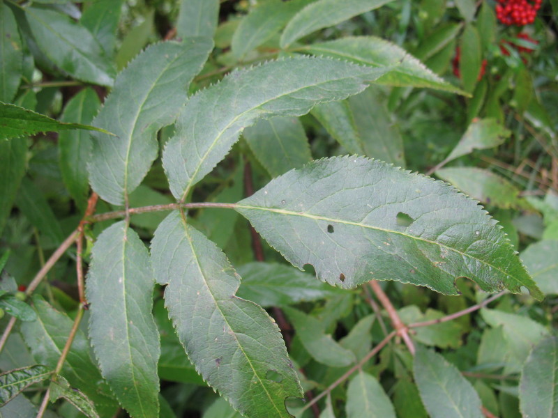 Sambucus racemosa