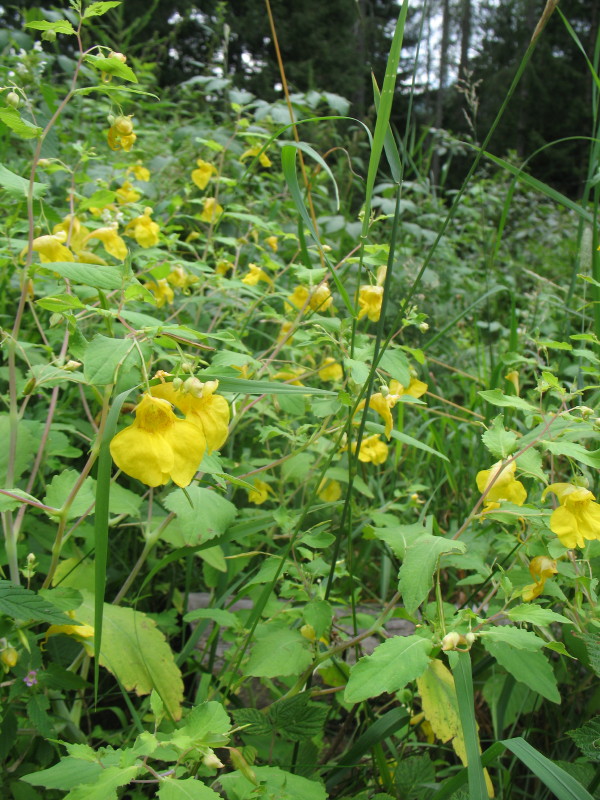 Impatiens noli-tangere / Balsamina gialla