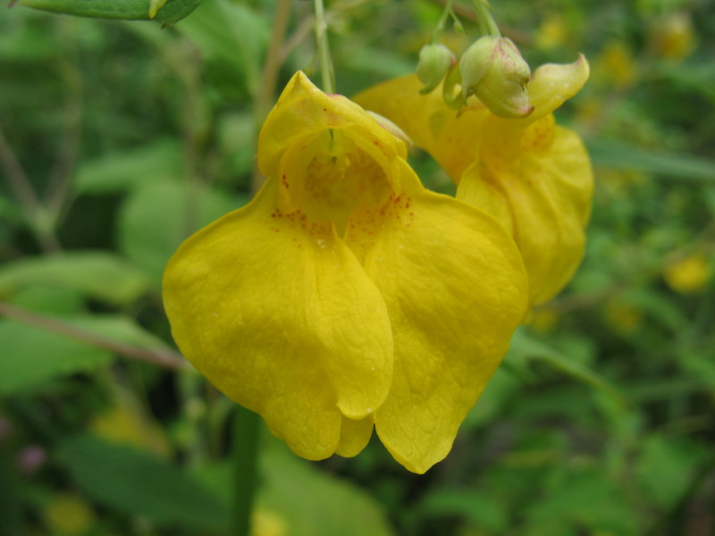 Impatiens noli-tangere / Balsamina gialla