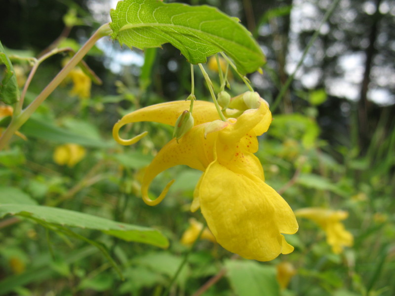 Impatiens noli-tangere / Balsamina gialla