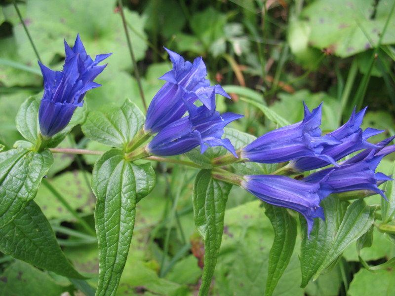 Gentiana asclepiadea