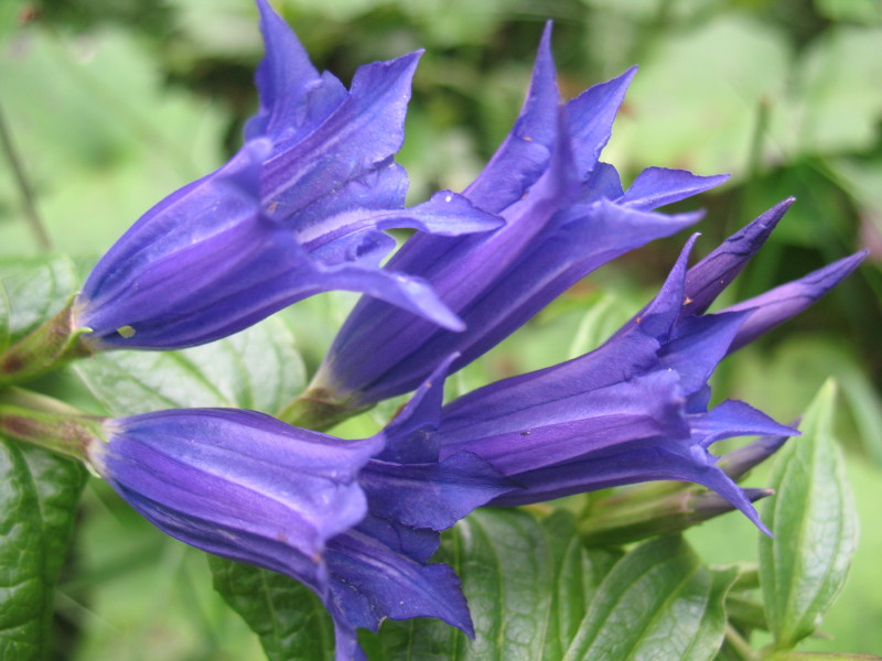 Gentiana asclepiadea